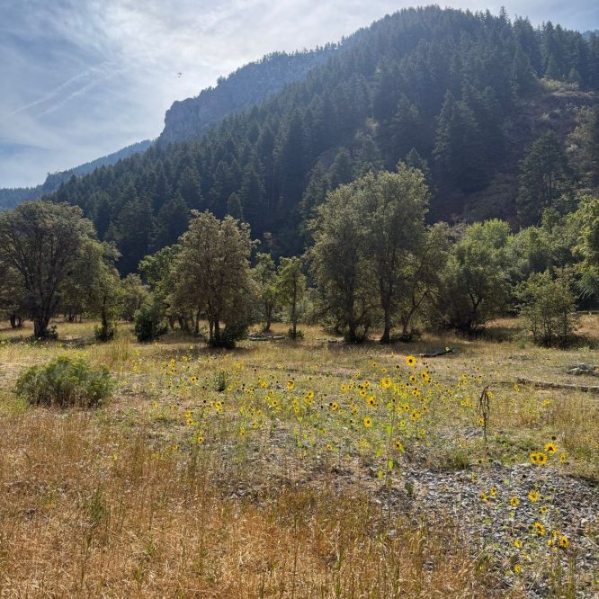 A scenic view of Providence Canyon, Utah, featuring a field with blooming sunflowers in the foreground and a backdrop of green pine-covered mountains under a partly cloudy sky.