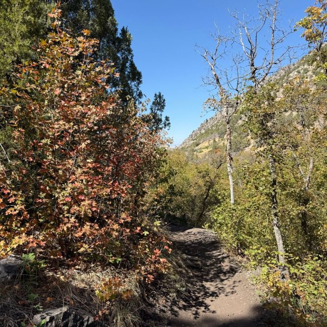 A dirt path winds through a colorful landscape of trees with autumn leaves in shades of orange and yellow, leading towards a clear blue sky and rocky hills in the background.