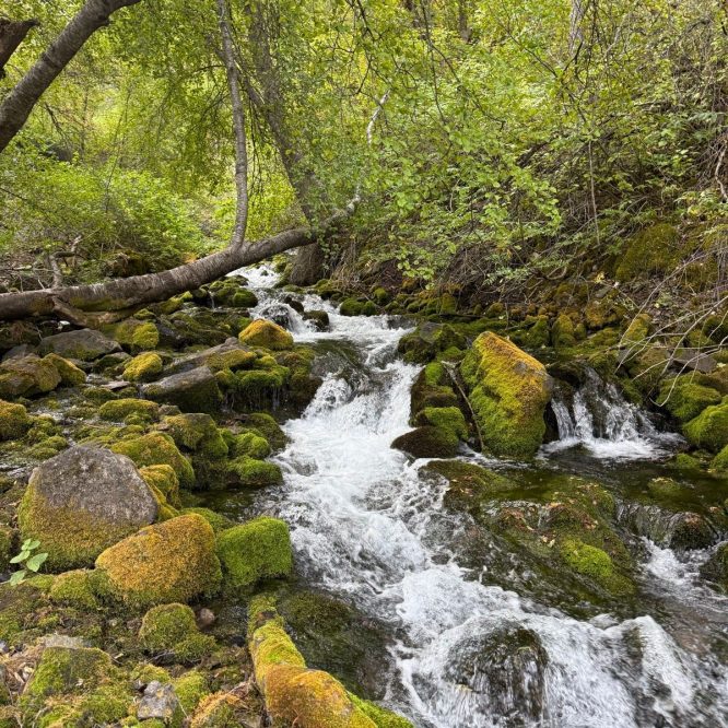 A flowing stream surrounded by lush green vegetation and moss-covered rocks in Paradise, Utah. Trees with dense leaves frame the scene, creating a tranquil, natural environment.