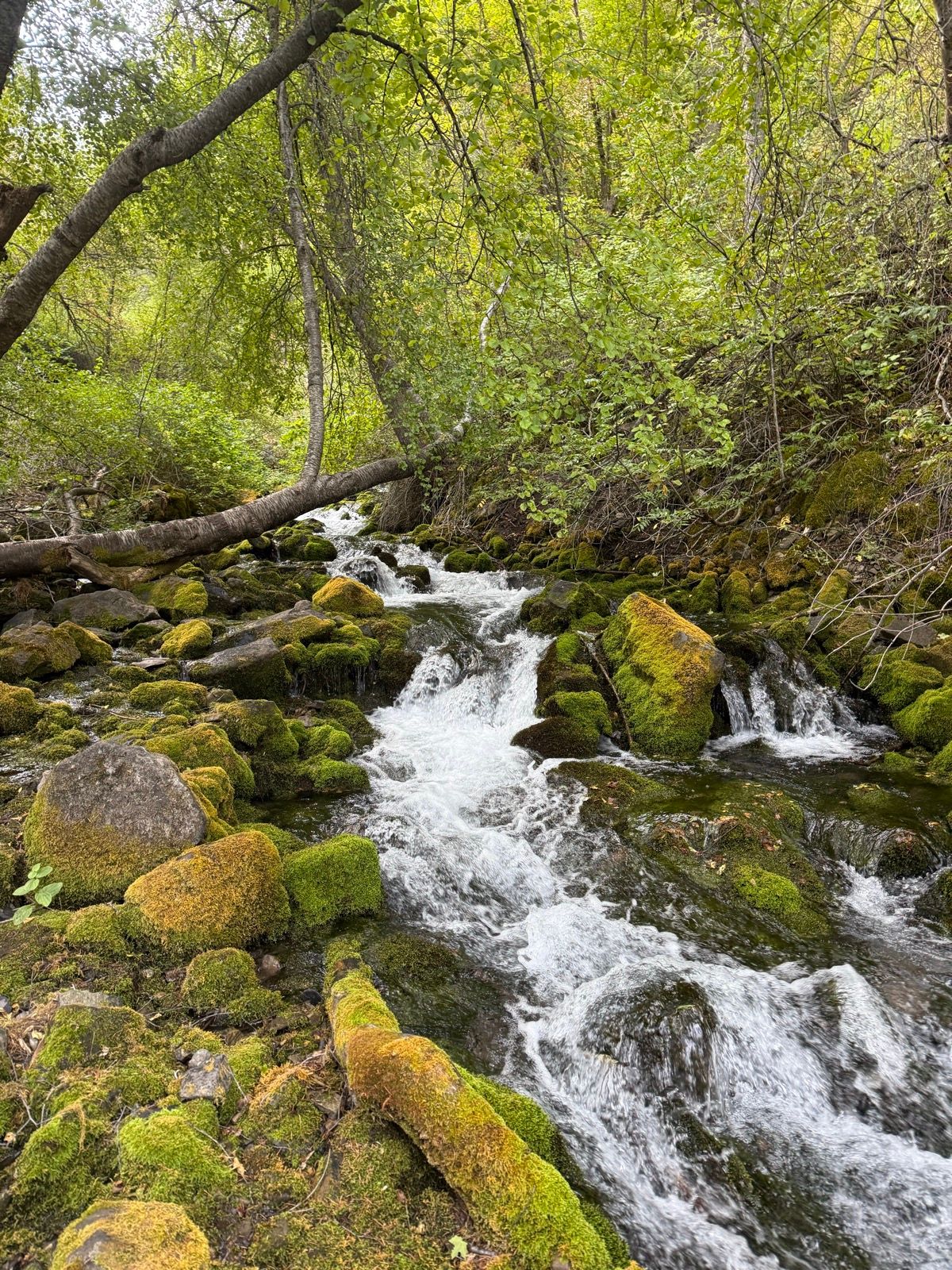A flowing stream surrounded by lush green vegetation and moss-covered rocks in Paradise, Utah. Trees with dense leaves frame the scene, creating a tranquil, natural environment.