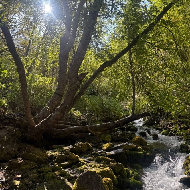 A sunlit scene in Providence, Utah, featuring a serene stream surrounded by lush greenery and moss-covered rocks. Tall trees provide shade, and sunlight filters through the leaves, creating a peaceful, natural atmosphere.
