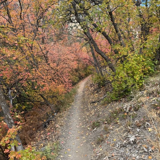 A narrow dirt path winds through a forest filled with trees displaying autumn colors, including shades of orange, yellow, and green. The ground is scattered with fallen leaves, and the scene is set in Paradise, Utah.