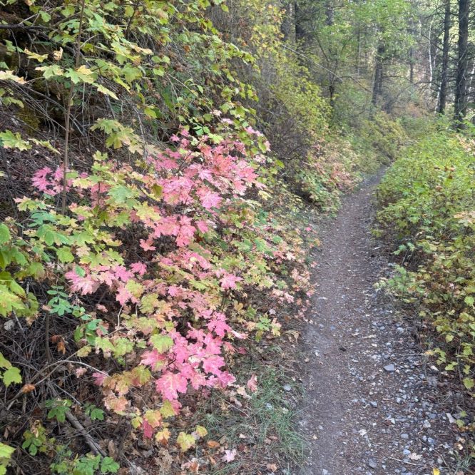 A narrow dirt trail surrounded by colorful foliage, including vibrant pink and green leaves, in a wooded area of Paradise, Utah.