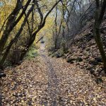 A winding dirt path covered with fallen yellow and brown leaves, flanked by trees in autumn foliage, in Providence Canyon, Utah.