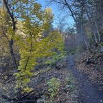 A narrow dirt trail winds through Providence Canyon, Utah, flanked by trees with bright yellow leaves and bare branches. The ground is covered with fallen leaves and small rocks, set against a clear blue sky.