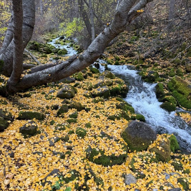 A scenic view of a stream in Paradise, Utah, surrounded by a forest. The ground is covered in a vibrant layer of yellow leaves, and mossy rocks are visible along the water's edge. Trees with varying shades of autumn foliage frame the scene, creating a tranquil, natural setting.