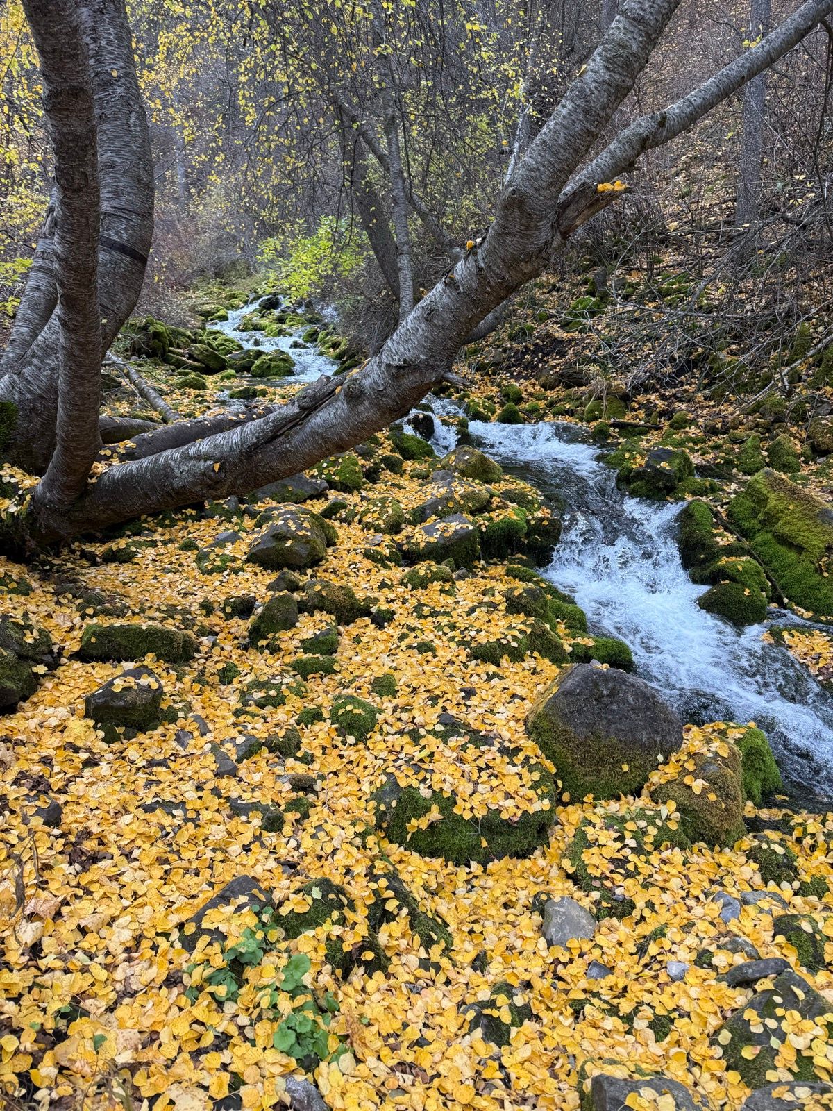 A scenic view of a stream in Paradise, Utah, surrounded by a forest. The ground is covered in a vibrant layer of yellow leaves, and mossy rocks are visible along the water's edge. Trees with varying shades of autumn foliage frame the scene, creating a tranquil, natural setting.