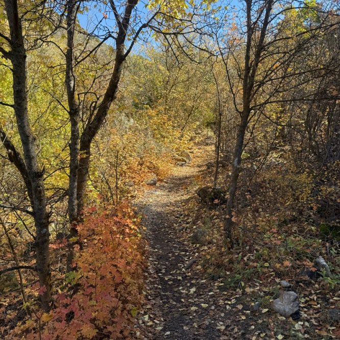 A narrow, winding dirt path through a forest in Providence Canyon, Utah, surrounded by trees displaying autumn foliage in shades of yellow, orange, and red. The sky is clear and blue. Leaves cover the ground along the trail.