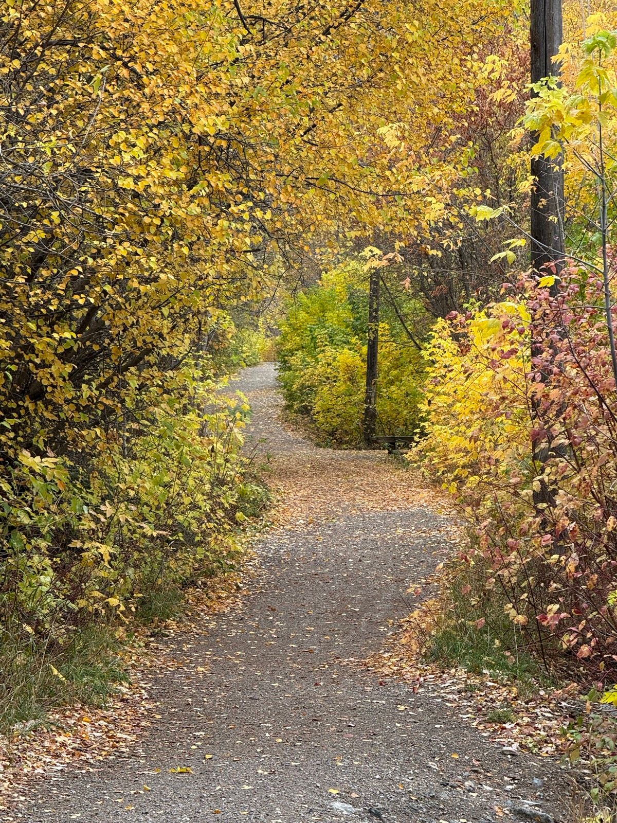 A winding gravel path surrounded by vibrant autumn foliage in Paradise, Utah. The path is lined with trees displaying shades of yellow, orange, and red, and is covered with fallen leaves.