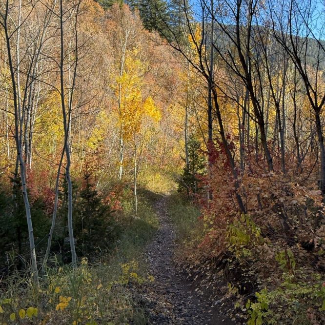 A narrow dirt path winds through a forest in Green Canyon, Utah, surrounded by trees displaying vibrant autumn colors, including yellows and oranges, against a clear blue sky.
