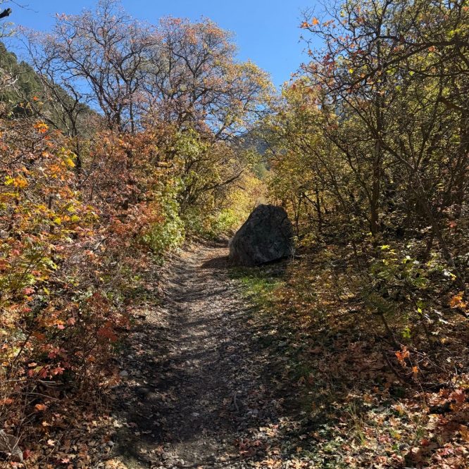 A dirt path through trees with colorful autumn foliage, leading into a canyon at Providence Canyon, Utah. A large rock is visible along the side of the trail under a clear blue sky.