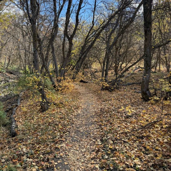 A dirt path winds through a forest in Providence Canyon, Utah, surrounded by trees with bare branches and patches of yellow and brown fallen leaves covering the ground. The sky is partly cloudy.