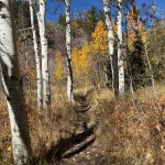 A dirt path winding through a grove of white aspen trees, with golden autumn leaves in Green Canyon, Utah. The sky is clear and blue, and the surrounding foliage shows shades of yellow and orange.
