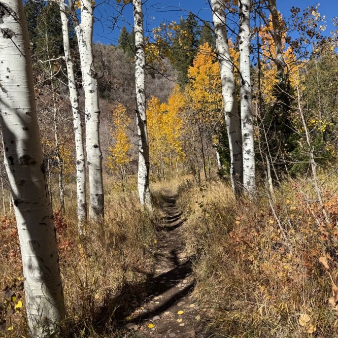 A dirt path winding through a grove of white aspen trees, with golden autumn leaves in Green Canyon, Utah. The sky is clear and blue, and the surrounding foliage shows shades of yellow and orange.