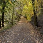 A dirt path surrounded by trees in autumn, with colorful leaves scattered on the ground in Paradise, Utah. The trees are lush and green, with hints of yellow and orange in their foliage.