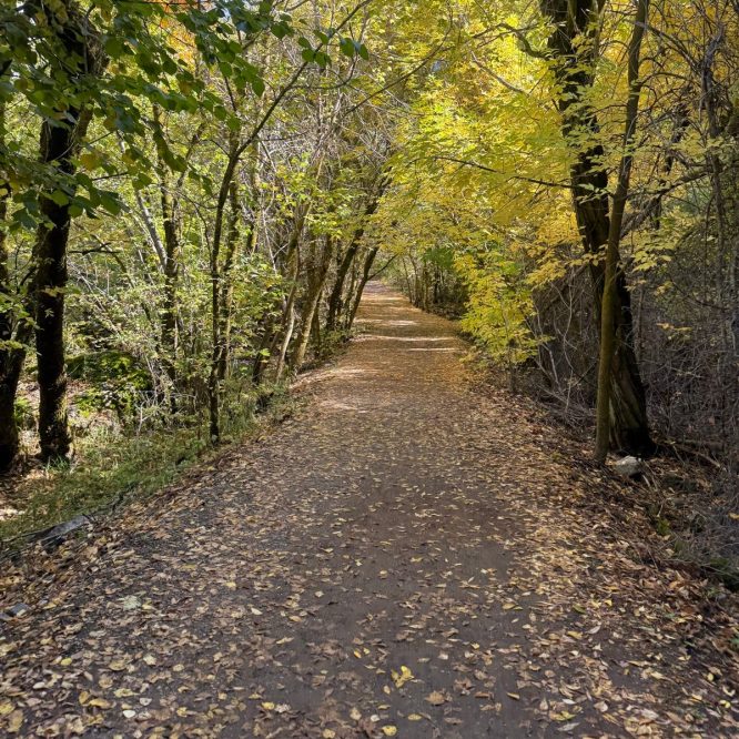 A dirt path surrounded by trees in autumn, with colorful leaves scattered on the ground in Paradise, Utah. The trees are lush and green, with hints of yellow and orange in their foliage.