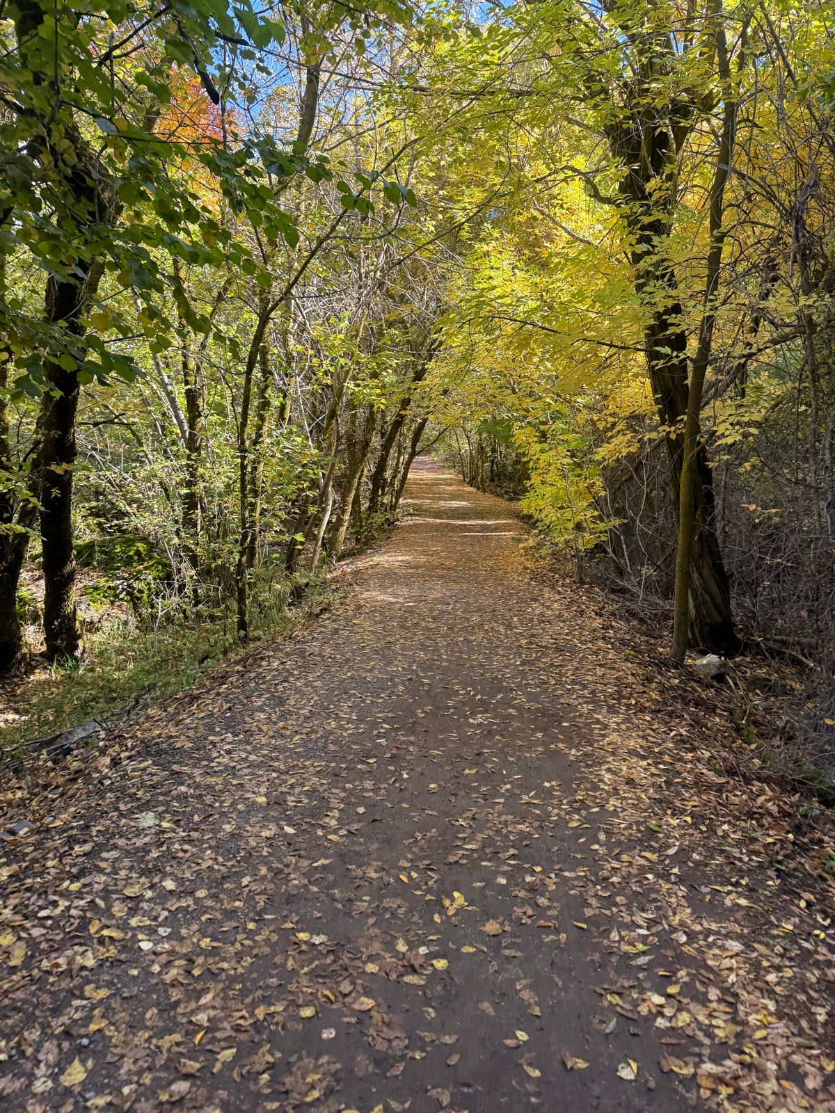 A dirt path surrounded by trees in autumn, with colorful leaves scattered on the ground in Paradise, Utah. The trees are lush and green, with hints of yellow and orange in their foliage.