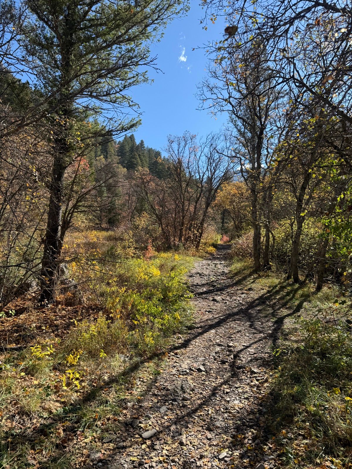 A winding dirt path runs through a vibrant forest in Paradise, Utah, surrounded by trees with colorful autumn foliage under a clear blue sky.