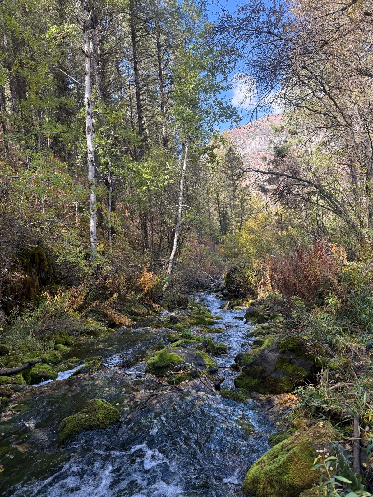 A serene stream flows through a lush forest in Paradise, Utah. Tall trees with green leaves and some autumn foliage frame the scene, while moss-covered rocks line the banks of the water. The sky is partly cloudy, adding to the tranquil atmosphere.