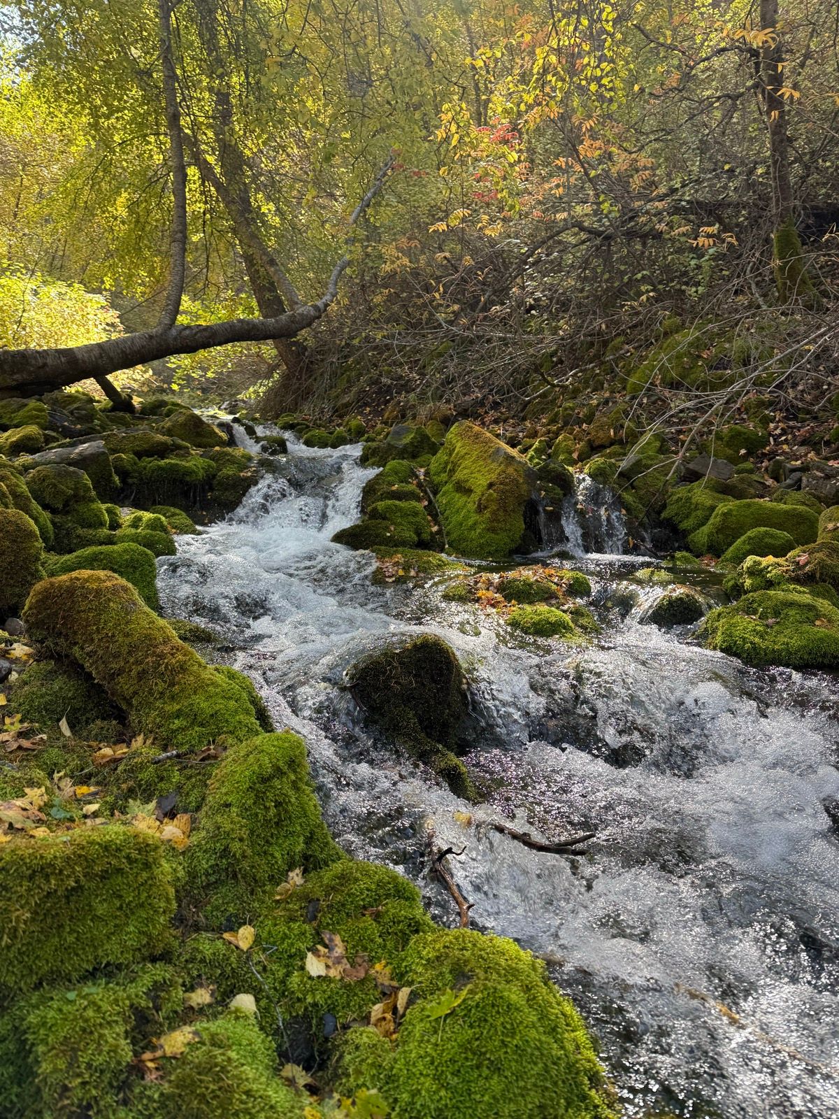 A small stream flows over moss-covered rocks, surrounded by greenery and trees with autumn leaves, in Paradise, Utah.