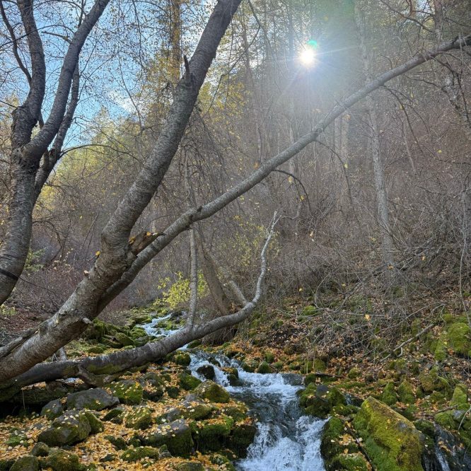 A scenic view of a stream flowing over rocks and covered in yellow and green leaves, with bare trees and sunlight filtering through the branches in Paradise, Utah.