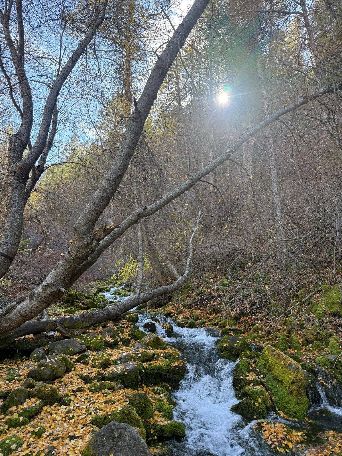 A scenic view of a stream flowing over rocks and covered in yellow and green leaves, with bare trees and sunlight filtering through the branches in Paradise, Utah.