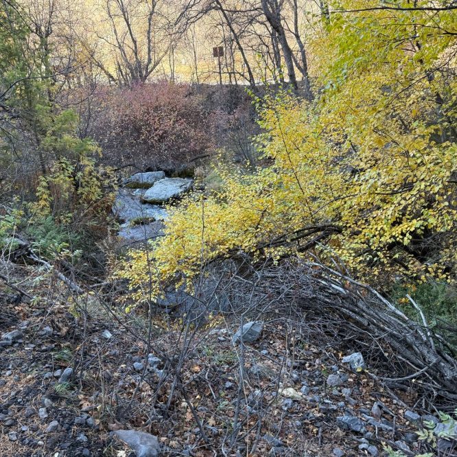 A scenic view of Providence Canyon in Utah, featuring a small stream surrounded by a mix of greenery and autumn-colored leaves. The foreground shows rocks and fallen branches, while trees with yellow and pink foliage are visible in the background.