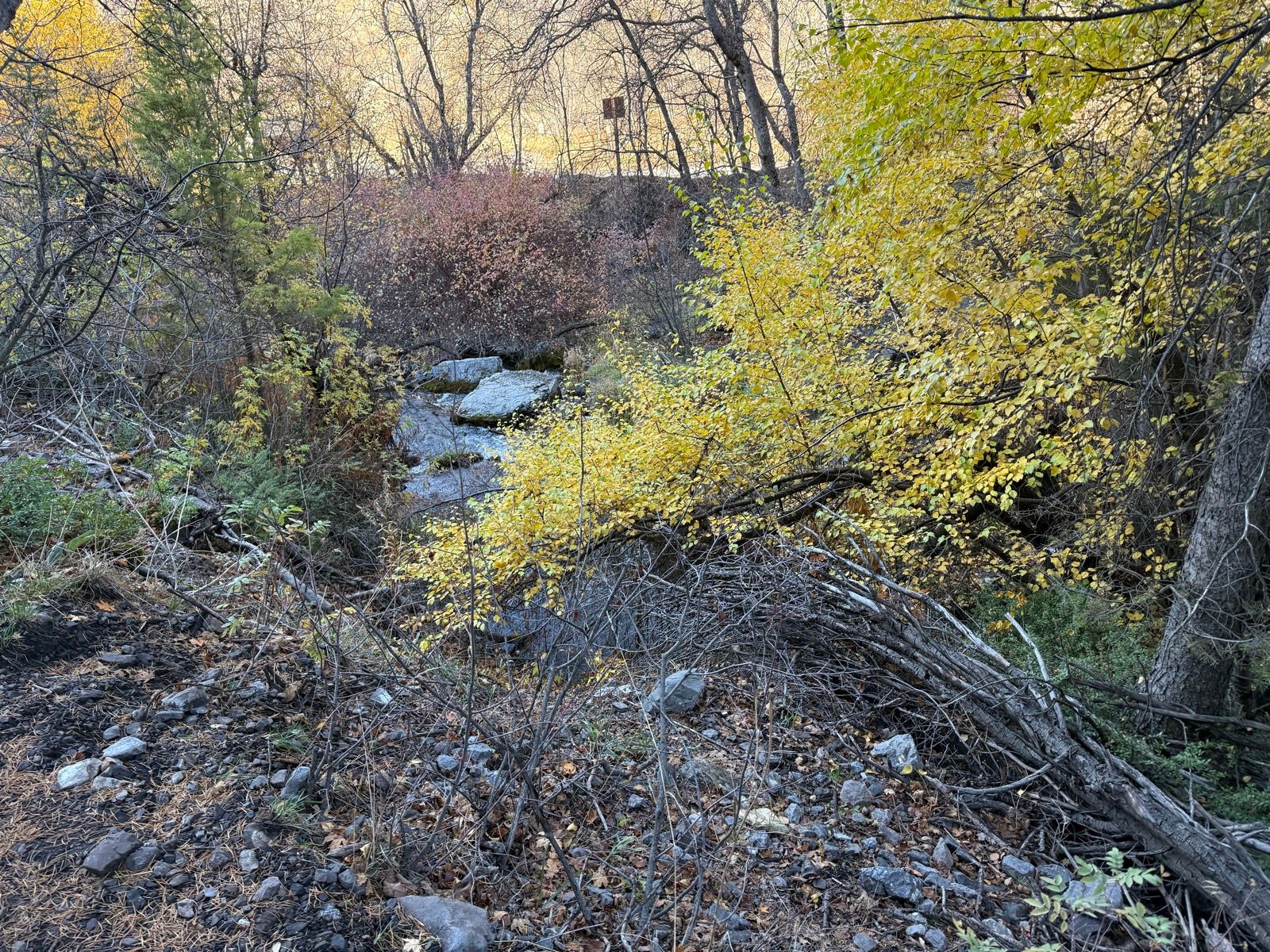 A scenic view of Providence Canyon in Utah, featuring a small stream surrounded by a mix of greenery and autumn-colored leaves. The foreground shows rocks and fallen branches, while trees with yellow and pink foliage are visible in the background.