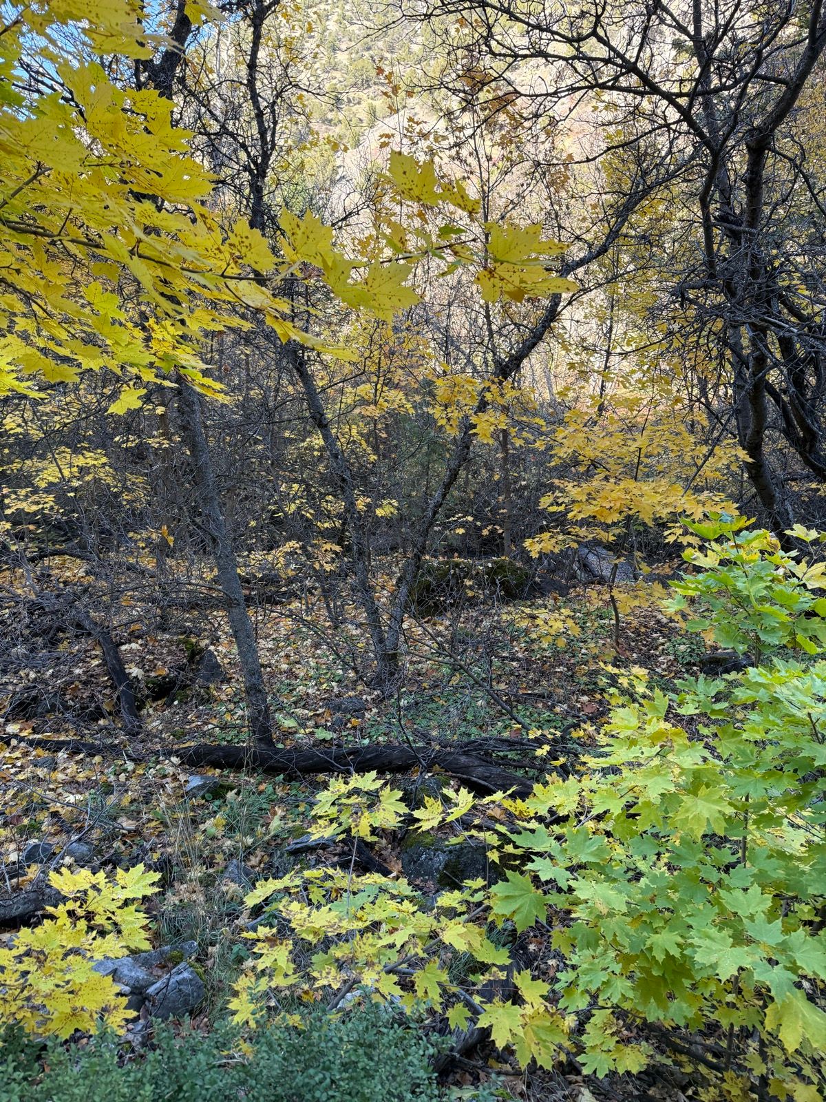A scenic view of Providence Canyon, Utah, featuring trees with vibrant yellow leaves and a forest floor covered in fallen leaves and greenery.