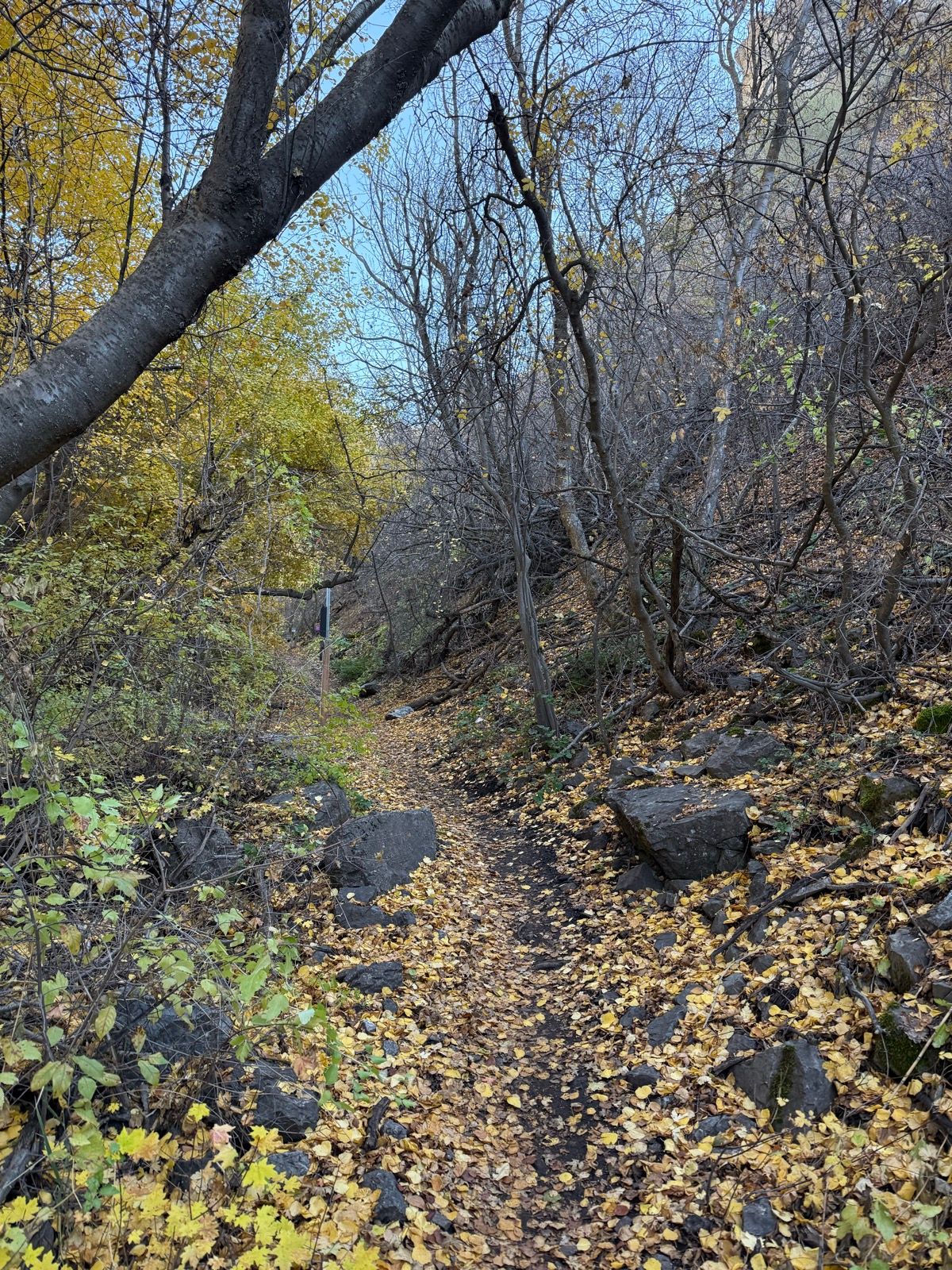 A narrow dirt path winds through a forest in Providence Canyon, Utah, lined with colorful autumn leaves. The path is surrounded by bare trees and foliage, with some rocks scattered along the sides. The sky is clear and blue.