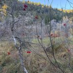 A close-up view of a bare tree branch with clusters of red berries, set against a backdrop of greenery and distant hillside in Green Canyon, Utah.