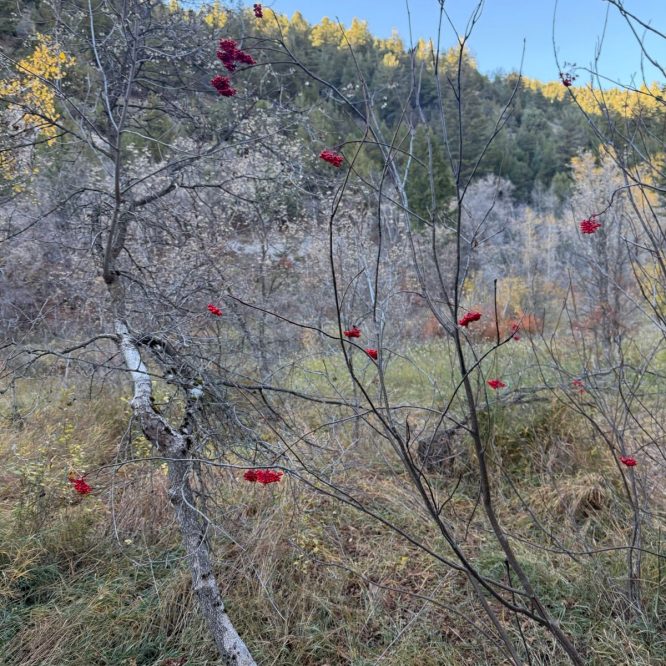 A close-up view of a bare tree branch with clusters of red berries, set against a backdrop of greenery and distant hillside in Green Canyon, Utah.