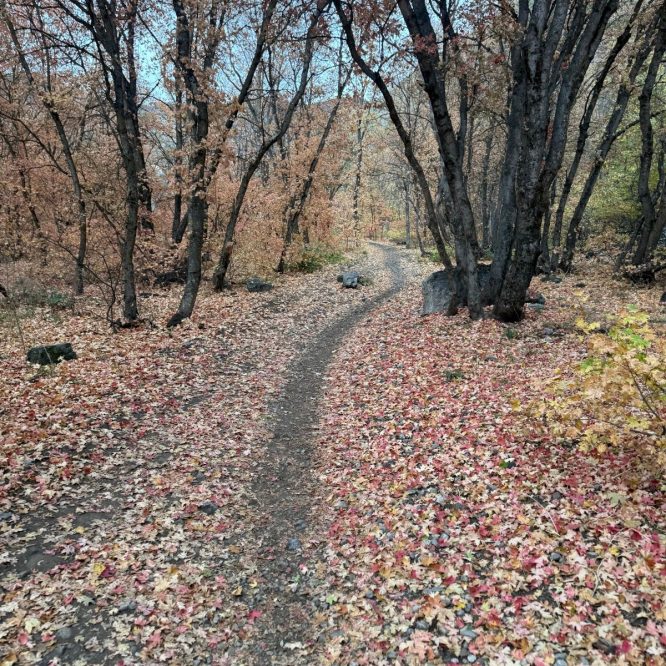 A winding dirt path through a forest in Green Canyon, Utah, covered with colorful fallen leaves in shades of red, orange, and yellow. Trees with bare branches line the sides of the path.