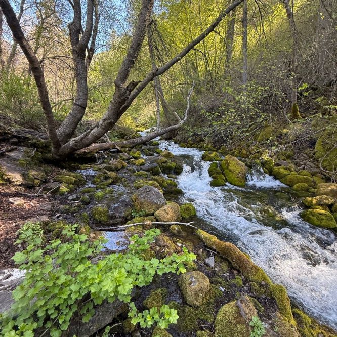 A flowing creek surrounded by green vegetation and moss-covered rocks in Providence, Utah. Trees with budding leaves are in the background under a clear blue sky.