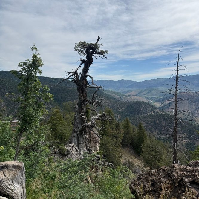 A twisted, ancient tree stands on a hillside at Jardine Juniper Trail, surrounded by green vegetation and mountains in the background under a cloudy sky.