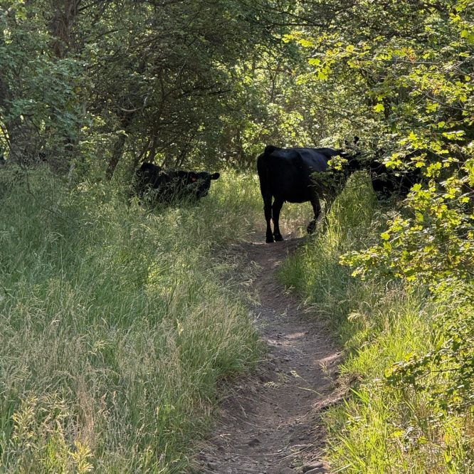 A dirt path surrounded by tall grass and trees in Providence Canyon, Utah, with a few black cows standing near the trail.