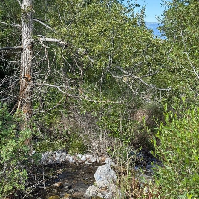 A small stream flows through a lush green area in Providence Canyon, Utah, surrounded by trees and shrubs. Rocks line the streambed, and the sun shines through the leaves, creating a serene natural setting.