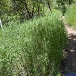 A narrow dirt path winds through tall green grass and trees in Green Canyon, Utah, on a sunny day.