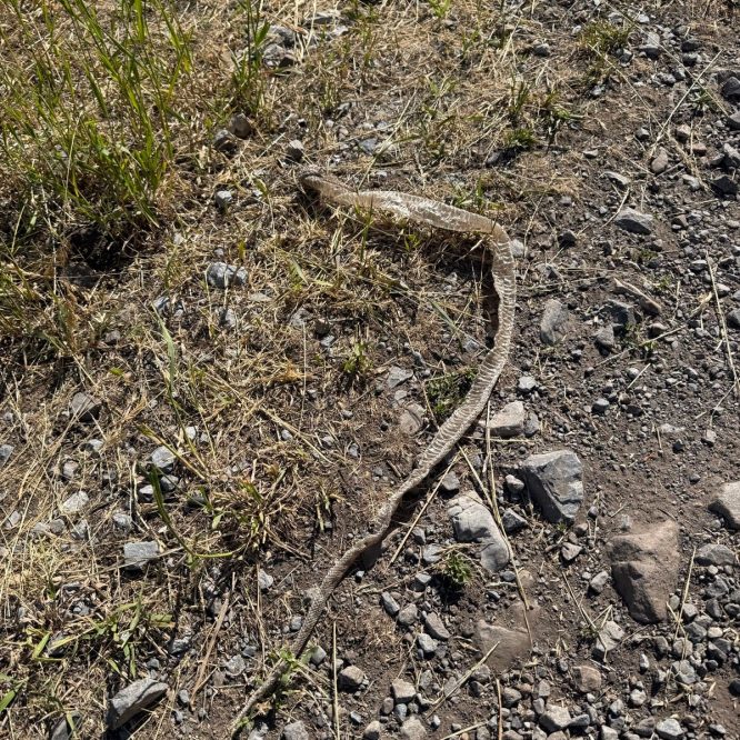 A snake resting on the ground amid gravel and dry grass in Providence Canyon, Utah.