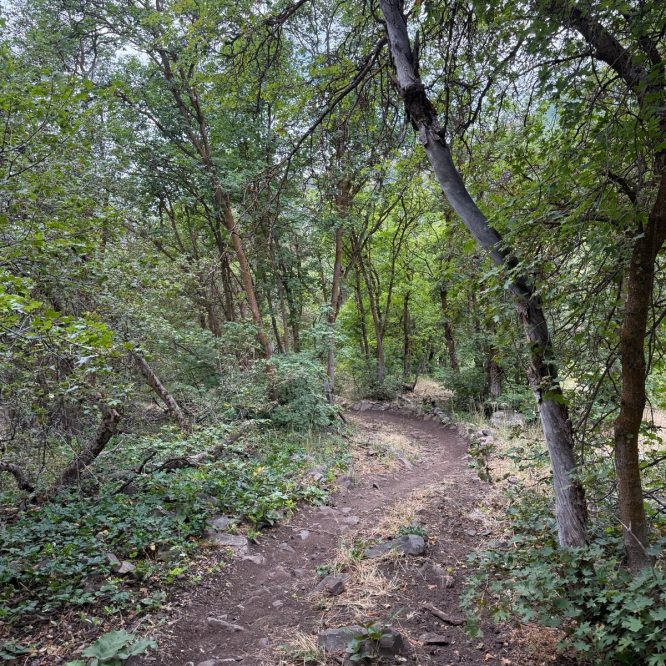 A narrow dirt path winds through a lush green forest in Providence Canyon, Utah, lined with trees and underbrush.