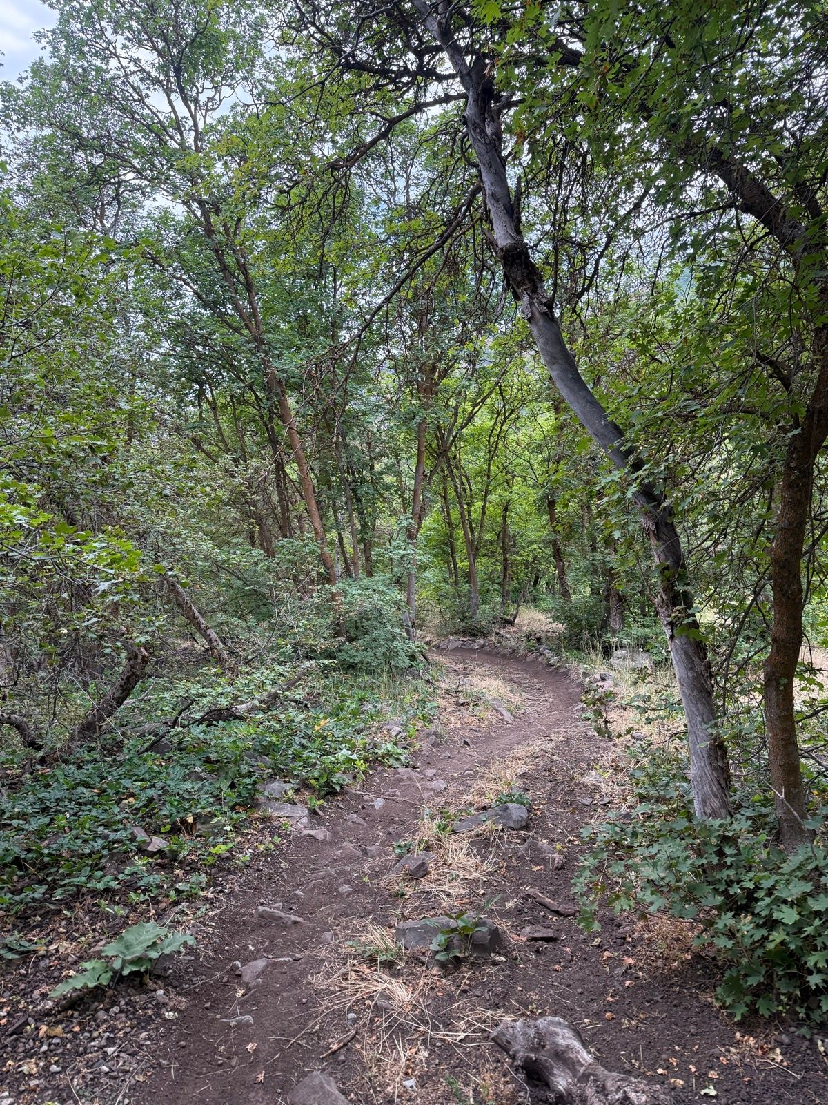 A narrow dirt path winds through a lush green forest in Providence Canyon, Utah, lined with trees and underbrush.