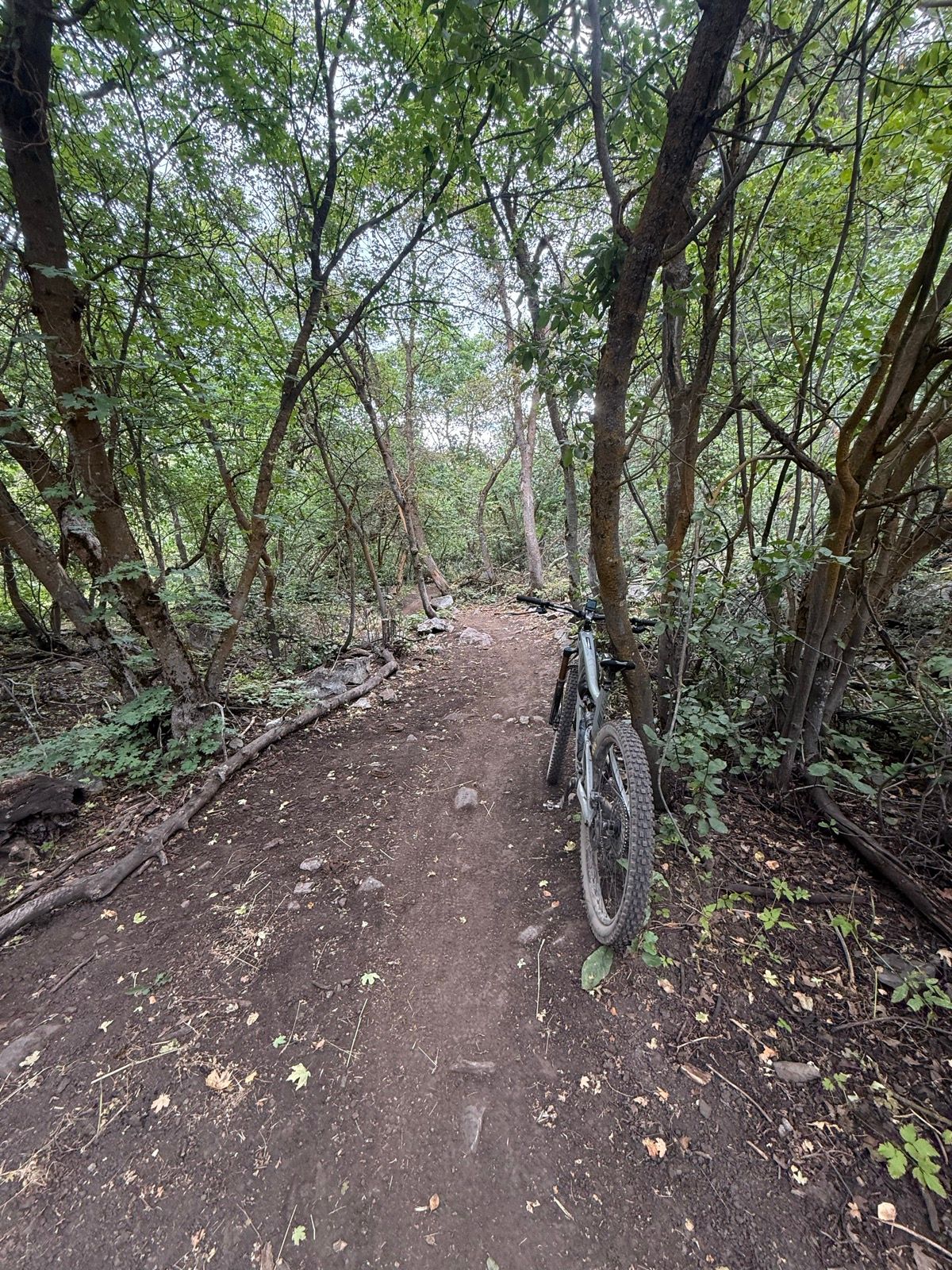 A narrow dirt path surrounded by dense greenery with a mountain bike leaning against a tree in Providence Canyon, Utah.