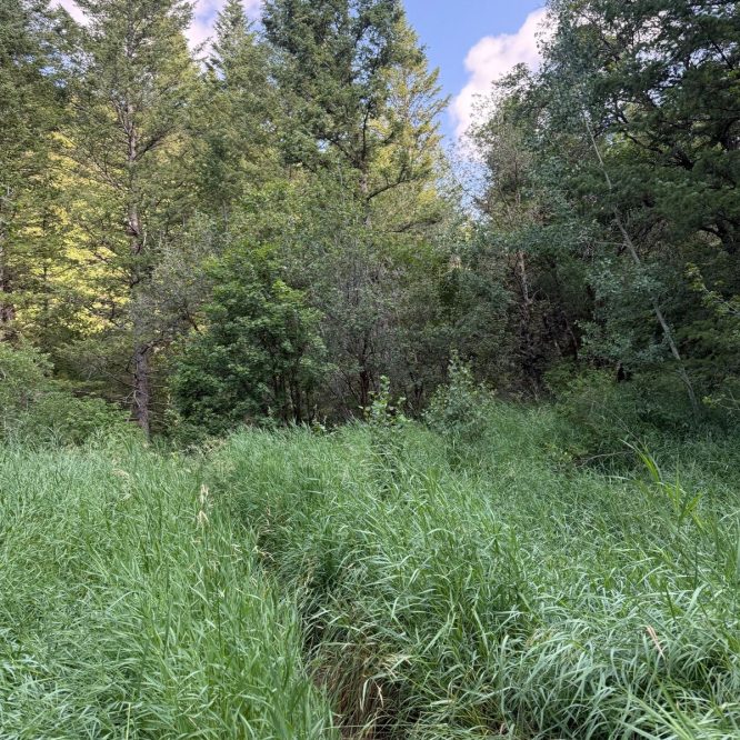 A dense, natural area in Green Canyon, Utah, featuring tall green grass and a variety of trees under a clear blue sky with some clouds.