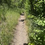 A narrow dirt path winds through greenery at Providence Canyon, Utah, with tall grasses and leafy trees lining both sides.