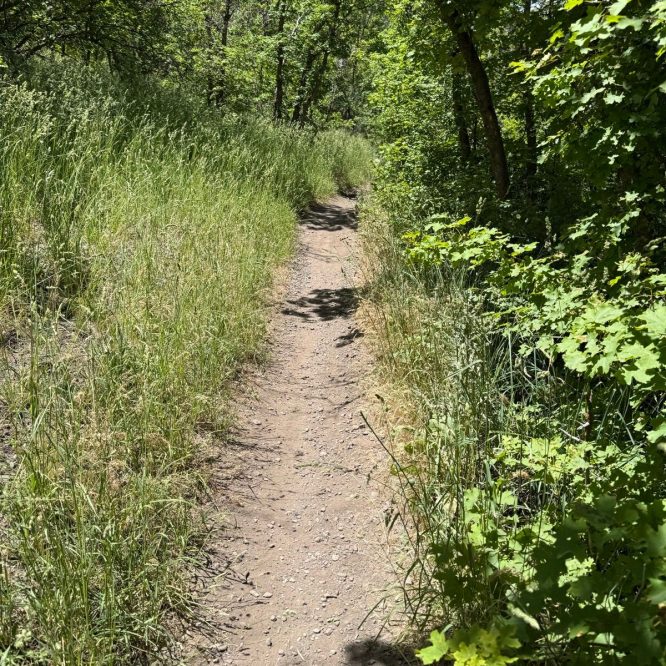 A narrow dirt path winds through greenery at Providence Canyon, Utah, with tall grasses and leafy trees lining both sides.