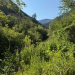 A lush green valley in Paradise, Utah, with dense vegetation including bushes and wildflowers. The scene is framed by mountain views under a clear blue sky.