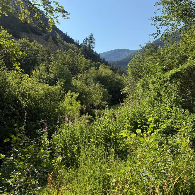 A lush green valley in Paradise, Utah, with dense vegetation including bushes and wildflowers. The scene is framed by mountain views under a clear blue sky.