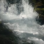 A close-up view of a rushing water stream in Paradise, Utah, with foamy waves and a rocky edge, surrounded by green moss.