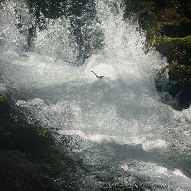 A close-up view of a rushing water stream in Paradise, Utah, with foamy waves and a rocky edge, surrounded by green moss.