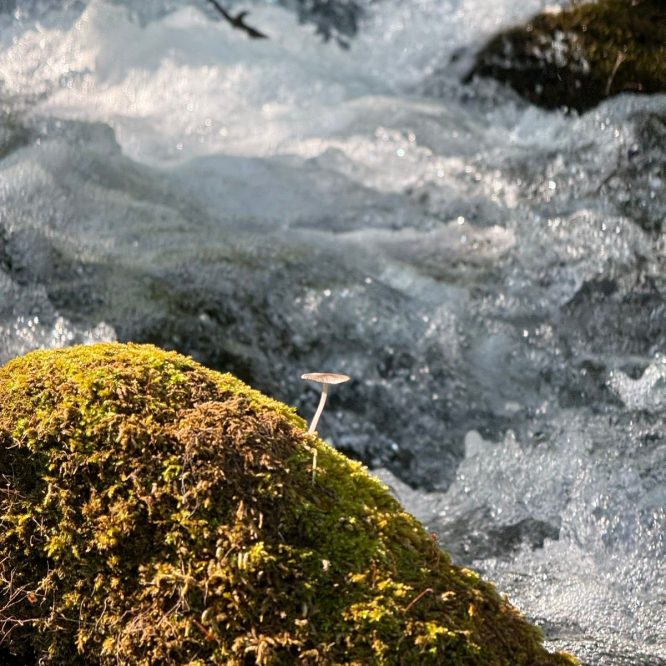 A close-up view of a moss-covered rock beside flowing water, featuring a small mushroom growing on top. The background shows rushing water with bubbles and splashes.